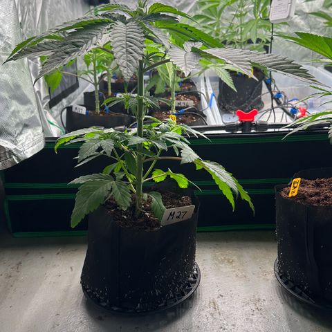 CxLAZ #16 50.72g growlog photo: Lollipoped
