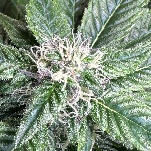 Misc x (LA Kush x Zkittles) #35 28.55g growlog timeline photo