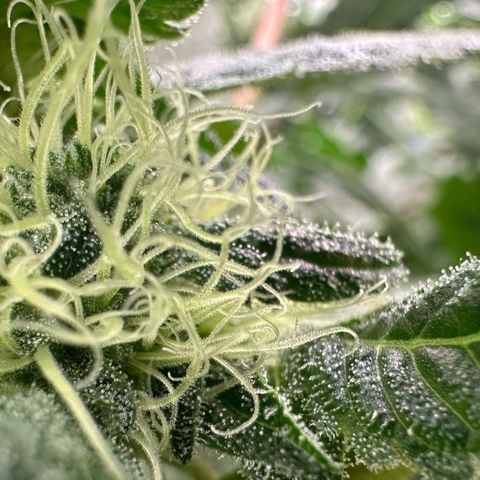 CxLAZ #20 13.7g growlog timeline photo