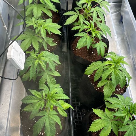 Misc x (LA Kush x Zkittles) #26 60.7g growlog timeline photo