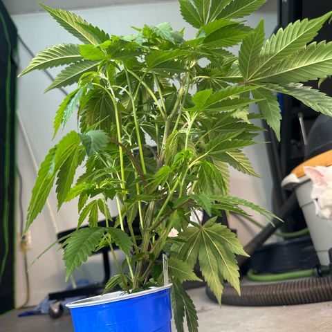 MiscxLAZ #37 C growlog timeline photo