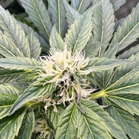 CxLAZ #16 50.72g growlog photo: Stacking nicely and smells fruity