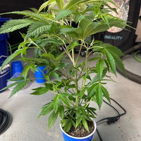 CxLAZ #31 C growlog timeline photo