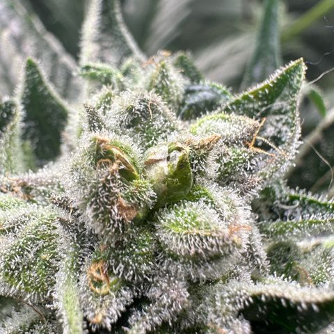 Misc x (LA Kush x Zkittles) #26 60.7g growlog timeline photo