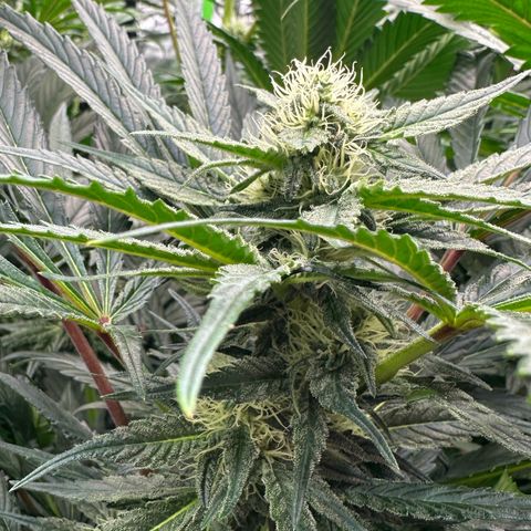 CxLAZ #15 52g growlog timeline photo