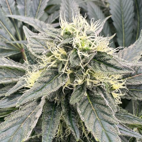 CxLAZ #14 53.59g growlog timeline photo