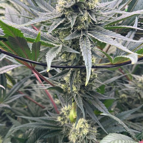 CxLAZ #31 58.75g growlog timeline photo