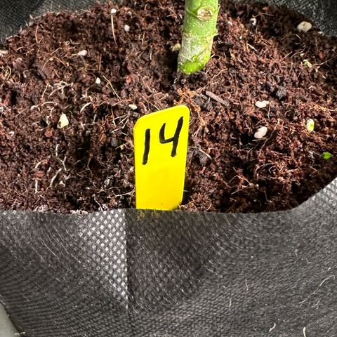 CxLAZ #16 50.72g growlog timeline photo