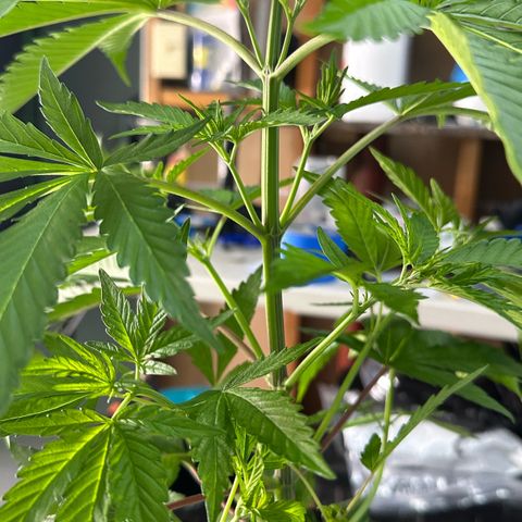 CxLAZ #16 50.72g growlog photo: Lollipoped