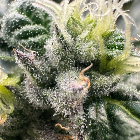 CxLAZ #03 45.52g growlog timeline photo