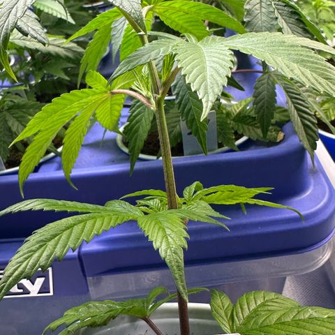 MiscxLAZ #26 C #2 growlog timeline photo