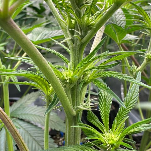 CxLAZ #16 50.72g growlog timeline photo
