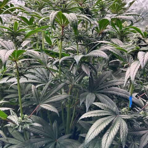 Misc x (LA Kush x Zkittles) #26 60.7g growlog timeline photo