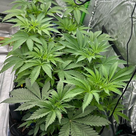 CxLAZ #16 50.72g growlog timeline photo