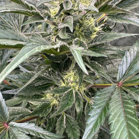 Misc x (LA Kush x Zkittles) #37 42.26g growlog timeline photo