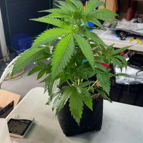CxLAZ #16 50.72g growlog photo: Lollipoped