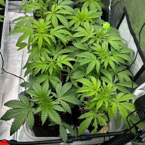 Misc x (LA Kush x Zkittles) #26 60.7g growlog timeline photo