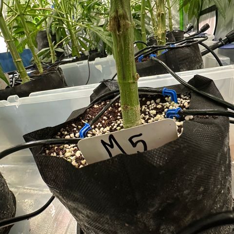Misc x (LA Kush x Zkittles) #05 growlog timeline photo