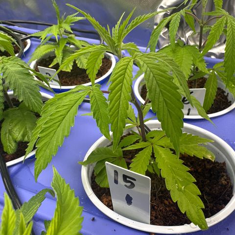 CxLAZ #15 C #1 growlog timeline photo