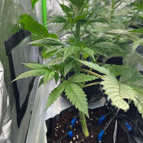 CxLAZ #16 50.72g growlog timeline photo