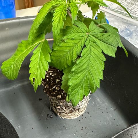 Misc x (LA Kush x Zkittles) #26 60.7g growlog timeline photo