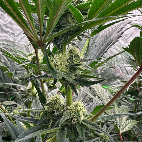 CxLAZ #31 58.75g growlog timeline photo