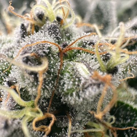 Misc x (LA Kush x Zkittles) #34 15.68g growlog timeline photo