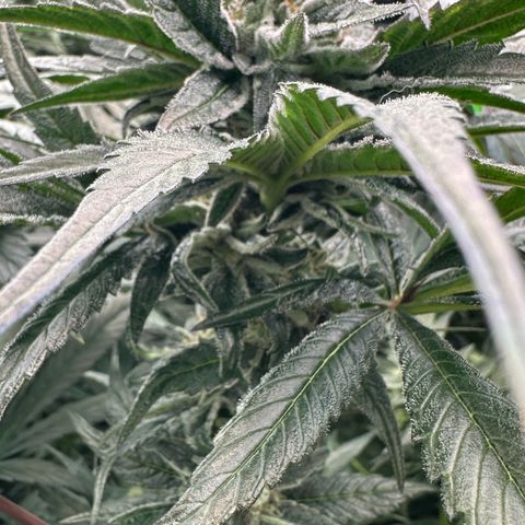 Misc x (LA Kush x Zkittles) #28 13.53g growlog timeline photo