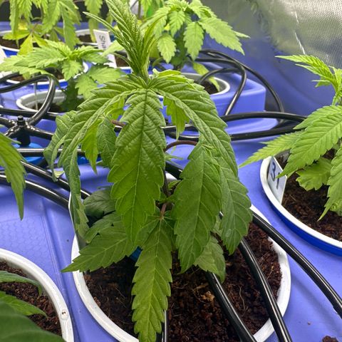 MiscxLAZ #29 C growlog timeline photo