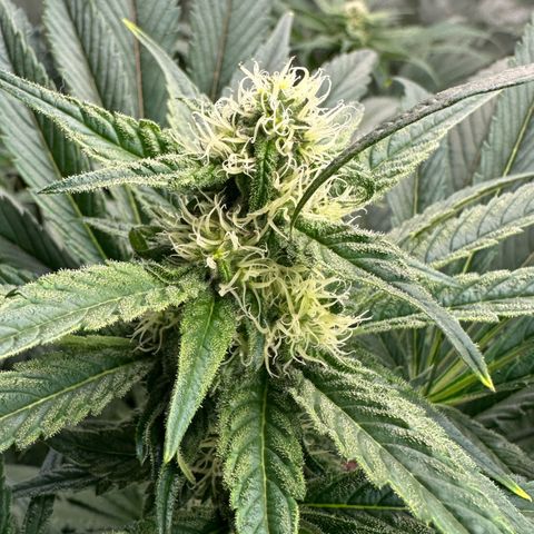 CxLAZ #31 58.75g growlog timeline photo