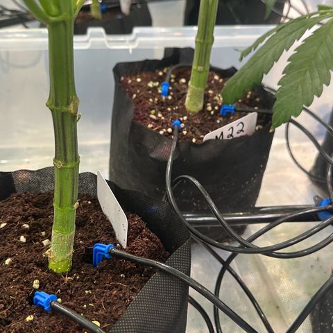 CxLAZ #16 50.72g growlog photo: Pollenated bud site 24hr later