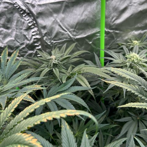 CxLAZ #16 50.72g growlog timeline photo