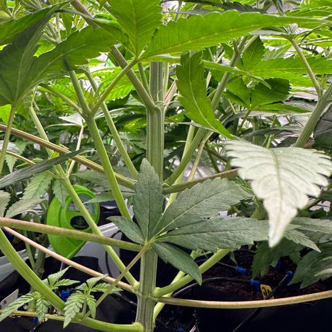 CxLAZ #16 50.72g growlog timeline photo