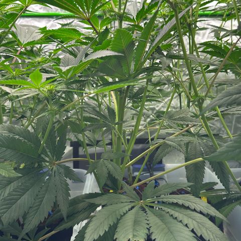 CxLAZ #16 50.72g growlog timeline photo