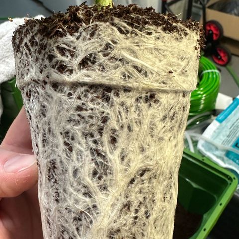 Fuel D.OG #2 Female 49.44g M growlog photo: Transplanted into 1 gal pot