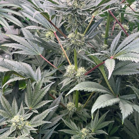 Misc x (LA Kush x Zkittles) #10 growlog timeline photo