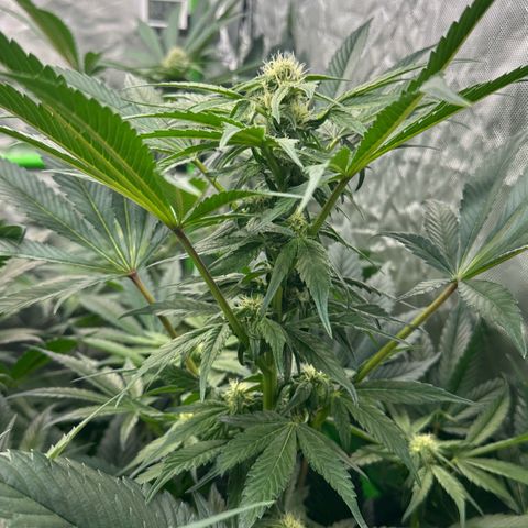 CxLAZ #16 50.72g growlog photo: Stacking nice and smells fruity 