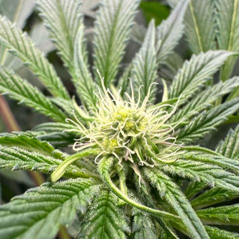 CxLAZ #16 50.72g growlog timeline photo