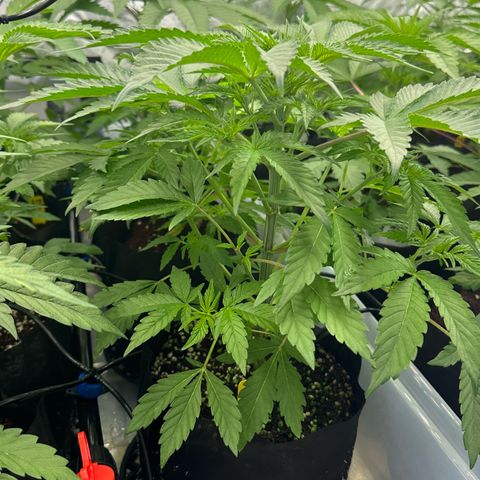 CxLAZ #16 50.72g growlog timeline photo