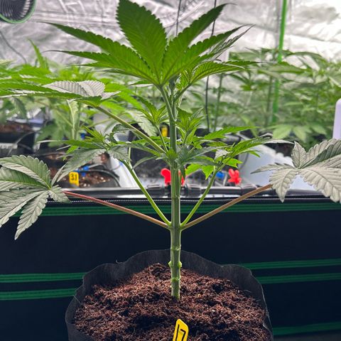 CxLAZ #16 50.72g growlog photo: Lollipoped
