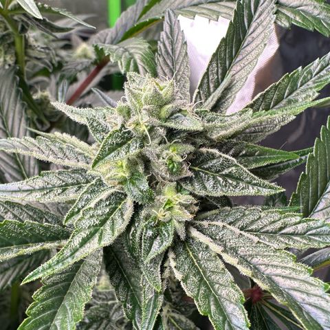 Misc x (LA Kush x Zkittles) #26 60.7g growlog timeline photo