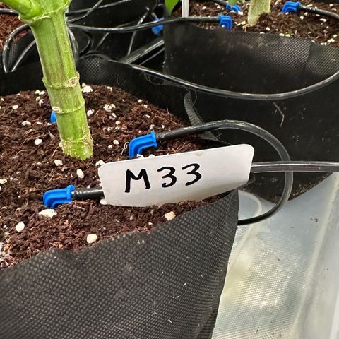 Misc x (LA Kush x Zkittles) #33 19.08g growlog photo:  Lower side branch has some canoeing and there’s some leaf tip curl. Lower fan leaf is twisted.