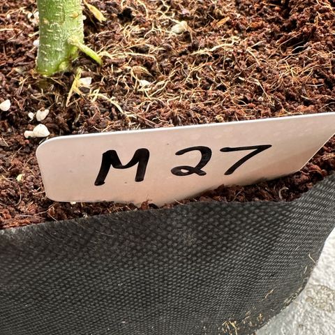 CxLAZ #16 50.72g growlog timeline photo