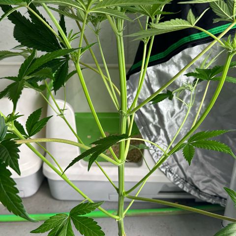 CxLAZ #16 50.72g growlog timeline photo