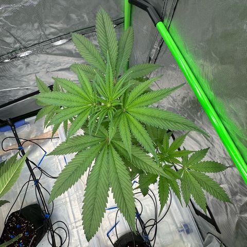 CxLAZ #16 50.72g growlog timeline photo