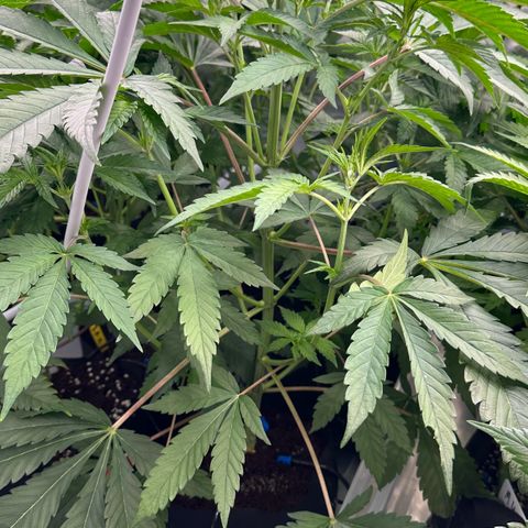 CxLAZ #16 50.72g growlog timeline photo