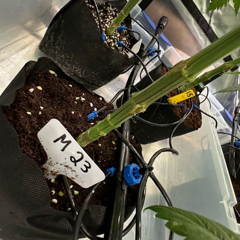 CxLAZ #16 50.72g growlog photo: Pollenated bud site