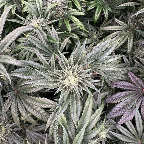 Misc x (LA Kush x Zkittles) #37 42.26g growlog timeline photo