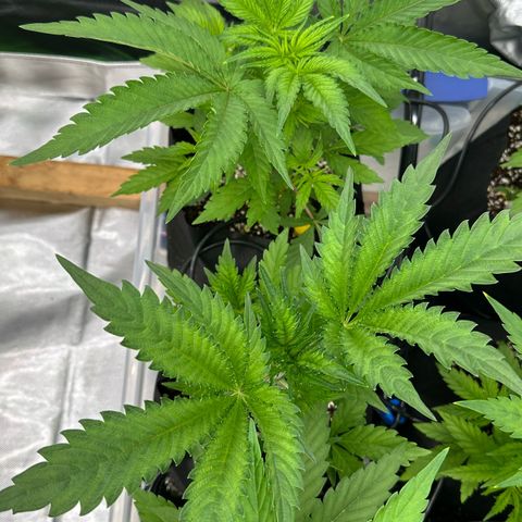 CxLAZ #16 50.72g growlog timeline photo