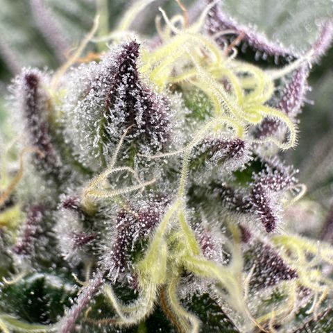 Misc x (LA Kush x Zkittles) #37 42.26g growlog timeline photo